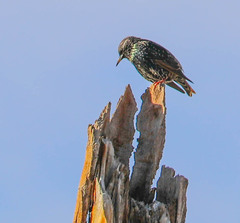 Sturnus vulgaris