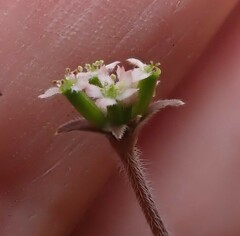 Chaerophyllum ramosum