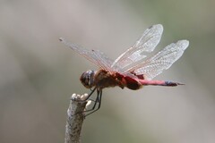 Tramea loewii