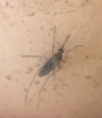 Culex quinquefasciatus