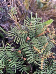 Gleichenia alpina