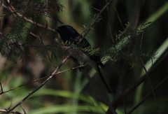 Myiagra cyanoleuca