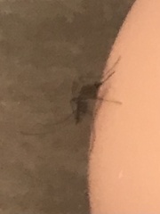 Culex quinquefasciatus