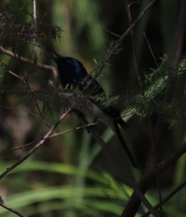 Myiagra cyanoleuca
