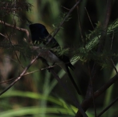Myiagra cyanoleuca