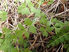Chaerophyllum ramosum