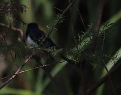 Myiagra cyanoleuca