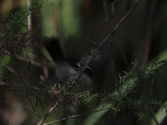 Myiagra cyanoleuca
