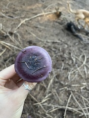 Russula atropurpurea