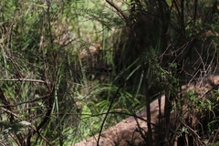 Myiagra cyanoleuca