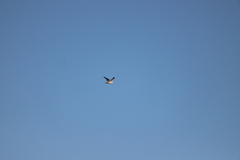 Larus delawarensis