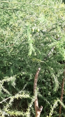 Asparagus