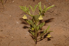Physalis pumila hispida