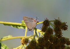 Parrhasius moctezuma