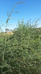 Asparagus