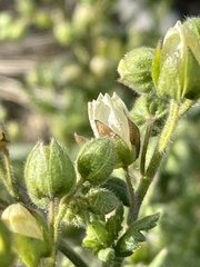 Emmenanthe penduliflora