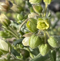 Emmenanthe penduliflora