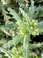Emmenanthe penduliflora