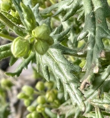 Emmenanthe penduliflora