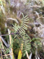 Gleichenia alpina