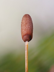 Galeropsis polytrichoides