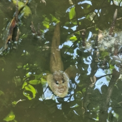 Periophthalmodon schlosseri