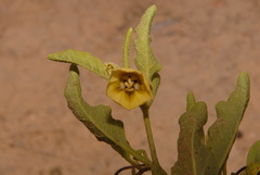 Physalis pumila hispida
