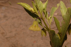 Physalis pumila hispida