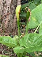 Alocasia