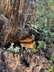 Omphalotus olivascens