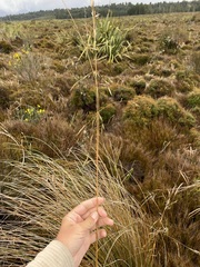 Chionochloa