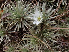 Celmisia sessiliflora
