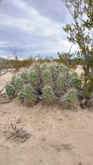 Echinocereus enneacanthus enneacanthus