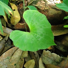 Nervilia concolor