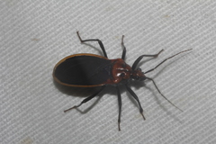 Rhiginia cinctiventris