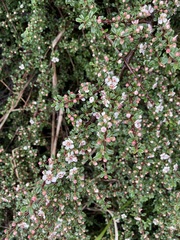 Cotoneaster microphyllus