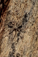 Tamopsis fickerti