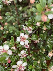 Cotoneaster microphyllus