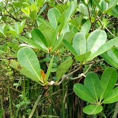 Alstonia spatulata