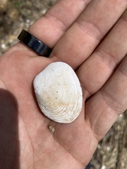 Venerupis largillierti