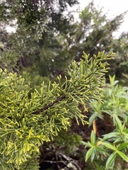 Halocarpus