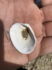 Venerupis largillierti