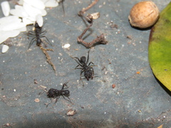Acromyrmex lundii