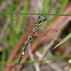 Parasynthemis regina