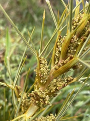 Aciphylla squarrosa