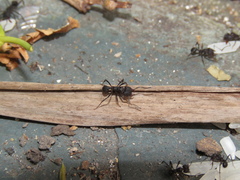 Acromyrmex lundii
