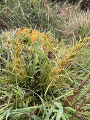 Aciphylla squarrosa