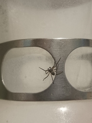 Philodromus margaritatus