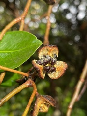 Pittosporum colensoi