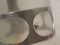 Philodromus margaritatus